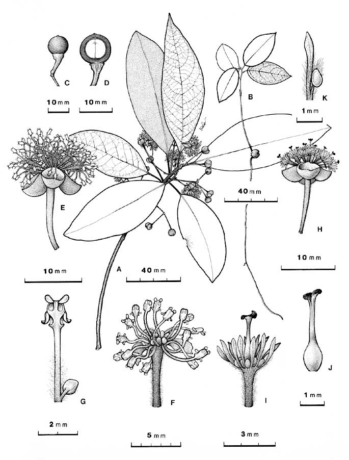 meda lakadi1 3