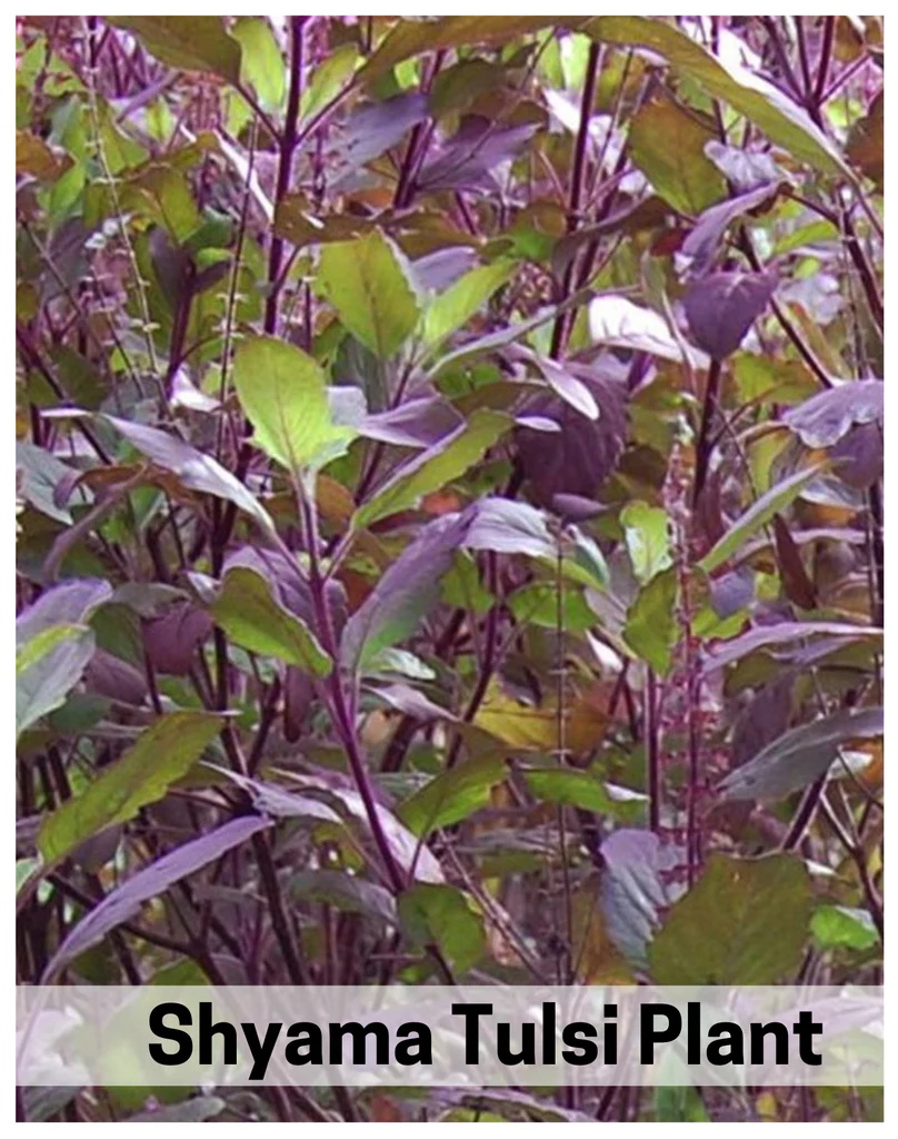 shyan tulshi plant
